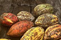 Bohol Chocolate Making and Farm Tour