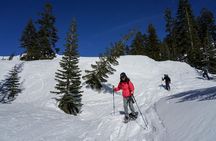 Mt. Shasta Snowshoeing Tours