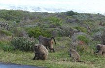  Cape of good hope and penguins small group Tours