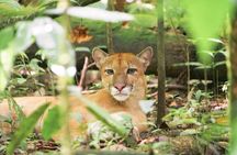 Corcovado National Park Land and Ocean Tour