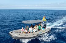 Whale Watching Eco-Adventure from Costa Adeje 