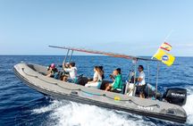 Whale Watching Eco-Adventure from Costa Adeje 