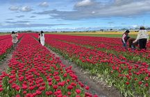 Private Tour to the Keukenhof and Tulip Fields