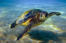 Explore Adventure Semi Submarine Sea Trip - Sharm El Sheikh