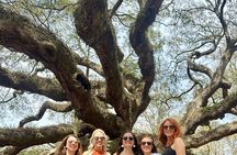 Tea Plantation and Winery Tour in Charleston