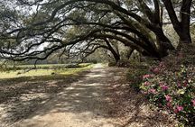 Tea Plantation and Winery Tour in Charleston
