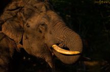 Full Day Safari Tour Yala