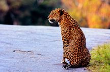 Full Day Safari Tour Yala