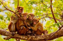 Full Day Safari Tour Yala