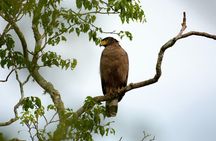 Full Day Safari Tour Yala