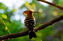 Yala Best Extended Half Day Safari By Ceylon Leopard Safari