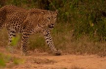 Yala Best Extended Half Day Safari By Ceylon Leopard Safari