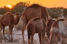 From Djerba: Explore the desert in a day