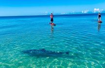 Dolphin, Manatee and Sea Turtle Adventure Tour of Bonita Springs