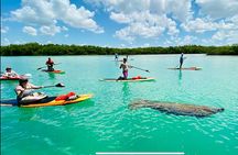 Dolphin, Manatee and Sea Turtle Adventure Tour of Bonita Springs