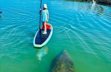 Dolphin, Manatee and Sea Turtle Adventure Tour of Bonita Springs