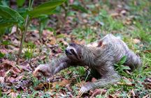 Sloths and Monkeys Roatan Island and Beach Break Private