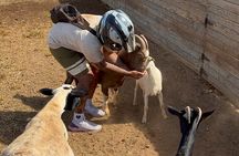 Mini ATVs and Farm Animal Experience 