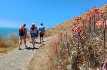 Godley Head Scenic Drive & Guided Walk (Shore Excursion)