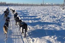 Dog Sledding with Alaskan Huskies