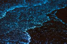 Grand Cayman Bioluminescence Experience