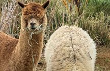 Alpaca Farm Experience on the Road to Hana