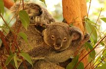  Hartley Crocodile Park with Kuranda, Skyrail Cableway and Train 