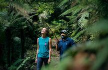 Whirinaki Forest Footsteps: Māori Guided Tour, Picnic & Transfer