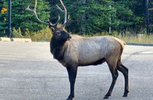 Full Day Private Tour Banff/Yoho Customized Sightseeing