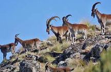 4 Day Adventure Tour in Simien Mountains
