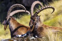 4 Day Adventure Tour in Simien Mountains