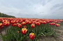 Private Tour to the Keukenhof and Tulip Fields