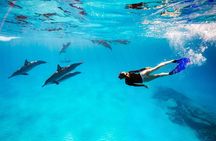 Swim with Happy Dolphin 30 min and Transfer - Sharm El Shiekh