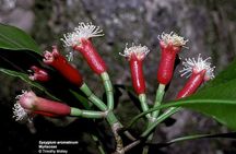 Full Day Jozani forest + Spice farm and Stone town (City tour)