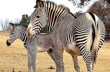 Maasai Mara Day Trip From Nairobi
