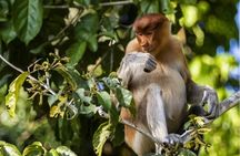 3D2N Kinabatangan River Cruise