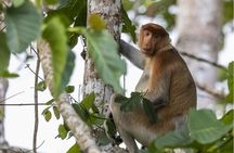 3D2N Kinabatangan River Cruise