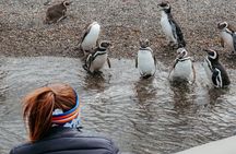 Guided Penguin Watching Tour and Centolla Route