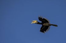 3D2N Kinabatangan River Cruise