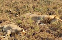 Full- Day Trip to Tarangire National Park From Arusha