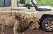 Full- Day Trip to Tarangire National Park From Arusha