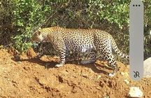 Maasai Mara Day Trip From Nairobi