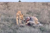 Maasai Mara Day Trip From Nairobi