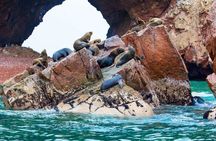 1 day tour to Ballestas Islands and Paracas National Reserve