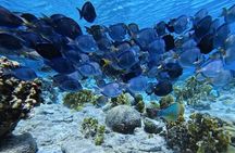 Underwater Guided Snorkeling Adventure in Bonaire
