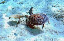 Underwater Guided Snorkeling Adventure in Bonaire