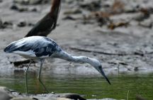Private Naturalist Tour Marine National Park Whale