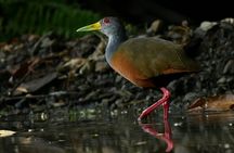 Private Naturalist Tour Marine National Park Whale