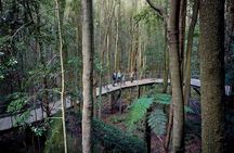 Blue Mountains Adventure w Scenic World, Zoo, Koala Photo & Ferry