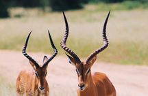 6 Days Private Safari Tarangire, Serengeti, and Ngorongoro crater